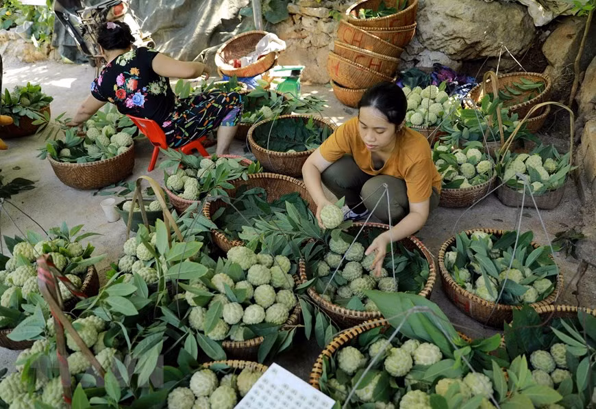 El cultivo de esta variedad de anón ayuda a los campesinos a salir de la pobreza con un ingreso más alto que el logrado por la siembra de otros frutos. (Fuente:VNA) 