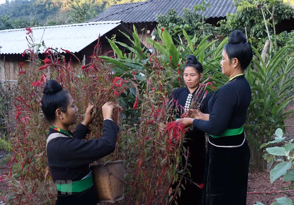 El grupo étnico Cong considera a la celosia como una flor sagrada con muchos significados, un símbolo de buena suerte y bondad para todos. (Foto: Nguyen Xuan Tien / VNA)