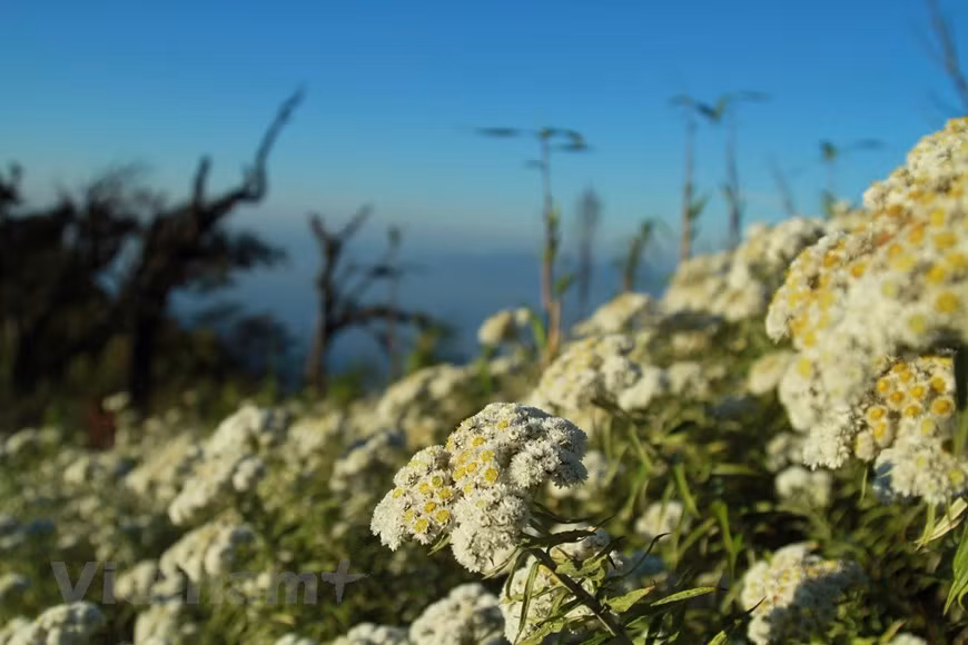 A finales de 2003, los científicos llevaron a cabo un proyecto de investigación sobre los sistemas de flora y fauna en el Parque Nacional de Hoang Lien, que produjo resultados impresionantes. Recogieron más de tres mil muestras de más de mil especies de plantas, incluidas las de especies raras y valiosas como Hoang Lien chan chim (Coptis teeta Wall), Do quyen (Rhododendron) y kim giao (Nageia fleuryi). En el área de Den Thang, a una altitud de dos mil metros, los investigadores descubrieron un bosque de Po mu (Fokienia hodginsii) con muchos árboles de hasta un metro de diámetro. El bosque cubre un área de alrededor de 100 hectáreas. (Foto: Vietnam+)