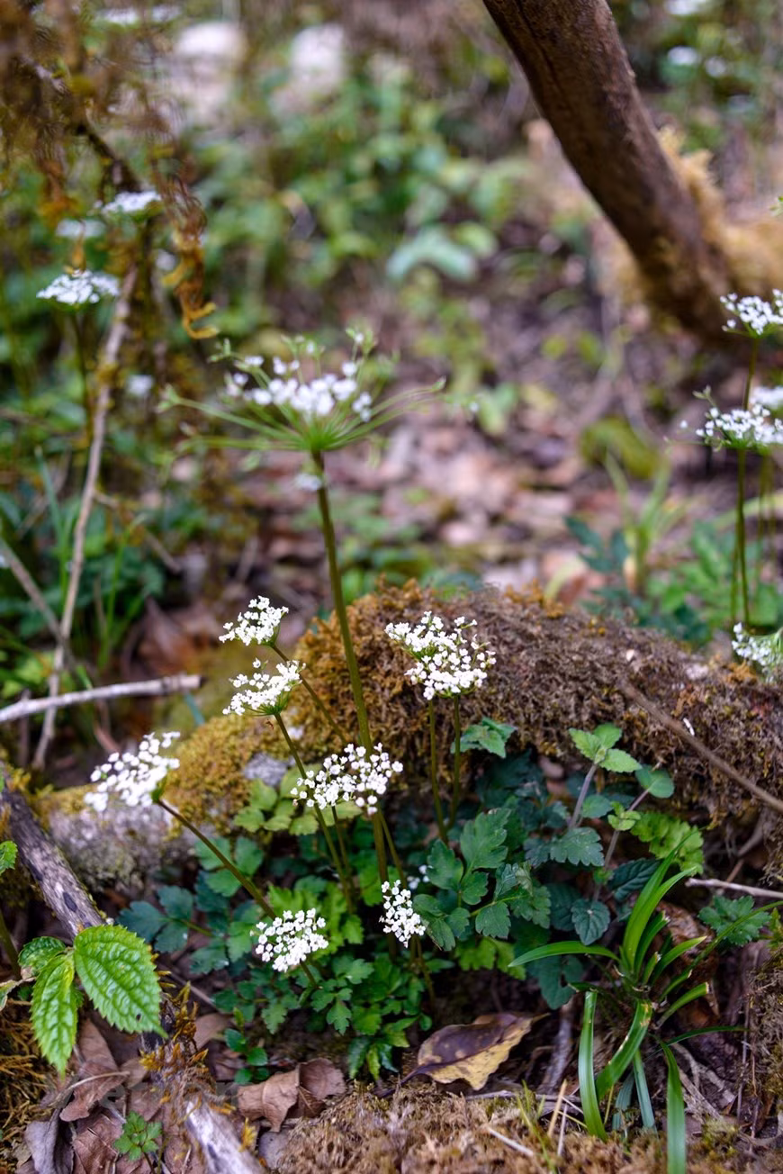 Según los científicos, el sitio constituye un centro biodiverso, con muchas variedades que necesitan ser protegidas y conservadas. Por otra parte, registra también muchas plantas misteriosas antiguas, incluyendo algunas variedades que no han sido investigadas. Por esta razón, el Parque Nacional de Hoang Lien es reconocido también como el Jardín Patrimonial de la Asociación de Naciones del Sudeste Asiático (ASEAN). De acuerdo con las opiniones de los expertos y los que han visitado el parque, el área cuenta con un trío de "lo mejor de Vietnam": el pico más alto, el más grandioso paso montañoso y el mayor tesoro de recursos del bosque. (Foto: Vietnam+)