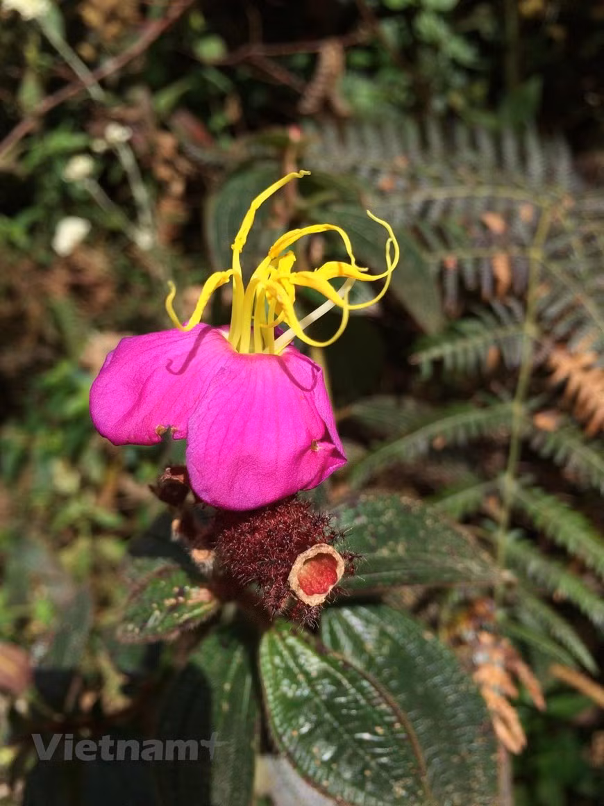 Debido a su ubicación en la región montañosa más alta de Vietnam, el terreno del Parque Nacional de Hoang Lien está fuertemente dividido, con pendientes acantiladas. El clima local es templado, con una temperatura promedio de 15,3 grados Celsius. En invierno puede aparecer nieve en zonas de gran altitud. Su fauna y flora son muy abundantes y diversas, con muchas especies que hasta la fecha solo se encuentran en Hoang Lien. Los científicos registraron dos mil 24 especies de flora que representan el 25 por ciento de las variedades autóctonas de Vietnam, junto con 66 clases de mamíferos, 61 de reptiles, 553 de insectos y 347 de aves. Muchos de ellos se han incluido en el Libro Rojo de Vietnam. (Foto: Vietnam+)