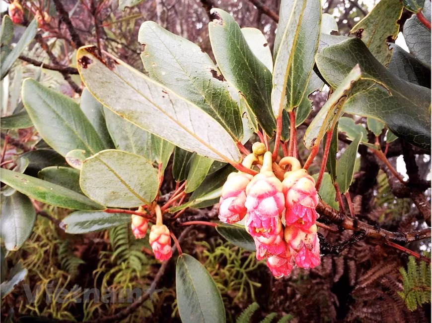 El Parque Nacional de Hoang Lien cuenta con muchas especies de flora y fauna raras y preciosas que figuran en el Libro Rojo de Vietnam y del mundo. Cubriendo una extensión de más de 60 mil hectáreas y situado a una altitud de mil a tres mil metros sobre el nivel del mar, el sitio es considerado un pulmón verde en la zona noroeste del país. Desde el año 2003, después de la decisión sobre el establecimiento del parque, científicos nacionales y extranjeros fueron asignados a la coordinación y la investigación de la biodiversidad. Se trata de un área de gran potencialidad con belleza salvaje y magnífica. (Vietnam+)