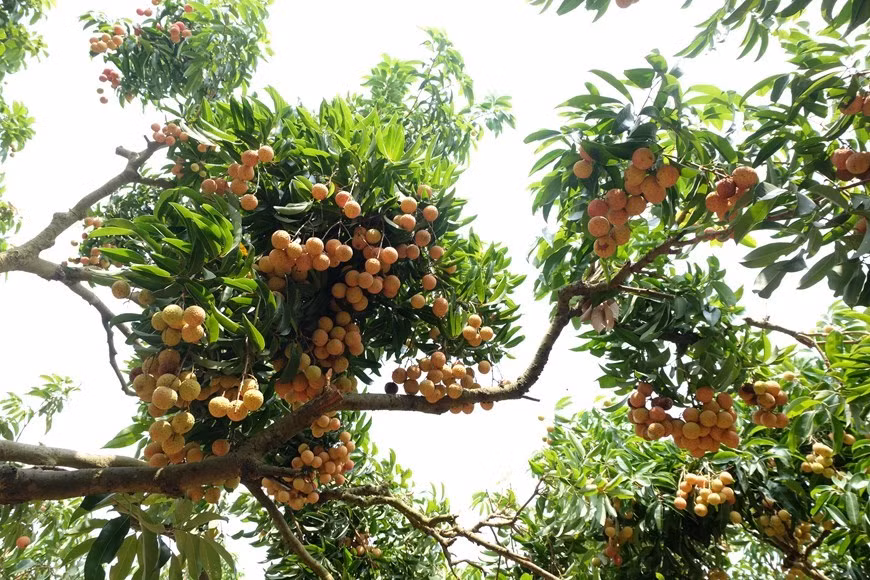 El lichi Thieu se distingue de otras variedades con forma esférica, cáscara brillante, delgada y roja, carne espesa, blanca, dulce y jugosa, además de la semilla pequeña. (Foto: VNA)