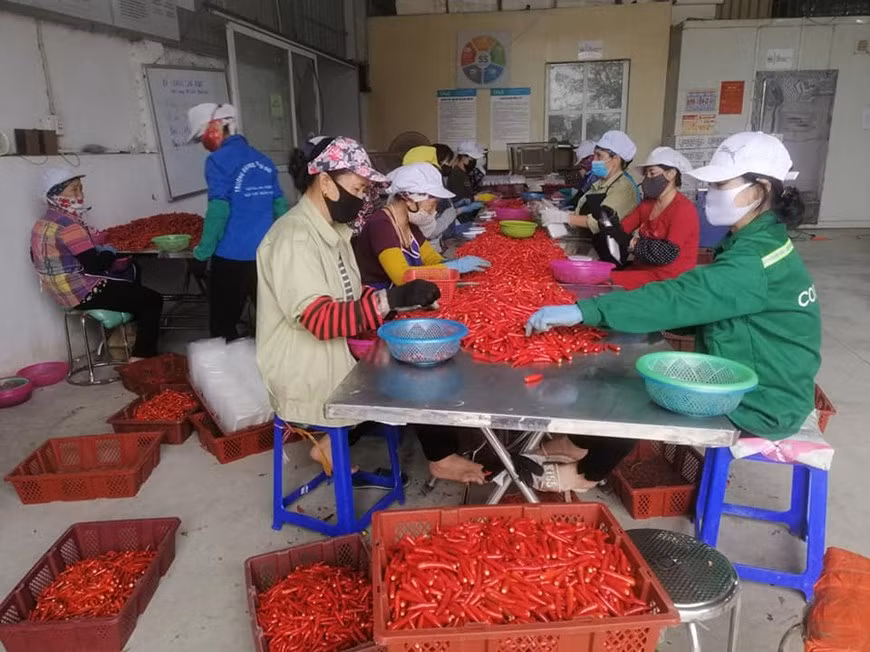 La subdirectora de la empresa de pimienta vietnamita, Le Thi Thuong, indicó que debido al brote del COVID-19 los envíos al mercado estadounidense fueron puestos en cuarentena, lo que resultó en pagos atrasados por parte de los socios. Las entradas de efectivo de la compañía se han vuelto muy raras. Mientras más productos se exportan, más aumenta el fondo de circulación, a la vez que la tasa de interés del dólar también asciende, añadió. Del mismo modo, Tran Van Hieu, director de la compañía de desarrollo agrícola Dace, dijo que las operaciones comerciales de su firma tienen muchas dificultades porque no puede exportar a causa de la pandemia. Los inventarios aumentaron a 40 por ciento, lo que provoca una escasez de almacenes y capital. (Fuente: Vietnam+)