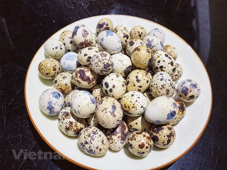 1. Ingredientes para cinco personas: 50 huevos embrionados de codorniz Aunque pueda sonar raro, para los pobladores de la zona asiática los huevos embrionados de codorniz constituyen un ingrediente básico de recetas deliciosas. En Vietnam, es la comida favorita para la merienda en muchas cafeterías callejeras. Cada huevo de codorniz embrionado pesa entre 10 y 12 gramos, aproximadamente cinco veces más pequeño que los huevos de gallina o de pato. Sin embargo, contienen un nivel extremadamente alto de nutrientes. Los huevos de codorniz poseen tanto vitaminas y minerales como proteínas, betacaroteno, lípidos, carbohidratos, colesterol, hierro, calcio, fósforo, vitamina A, vitamina B1, vitamina C, entre otros.