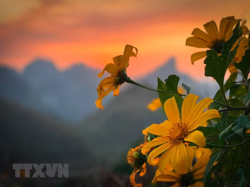 Belleza de botones de oro en Cao Bang (Fuente: VNA)