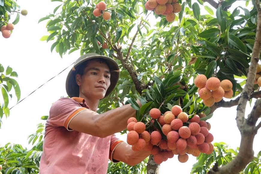 Este año, la provincia de Bac Giang cultivará 15 mil hectáreas de lichi Thieu bajo los estándares de VietGAP y 80 hectáreas bajo los estándares de GlobalGAP para su envío a la región europea. (Foto: VNA)