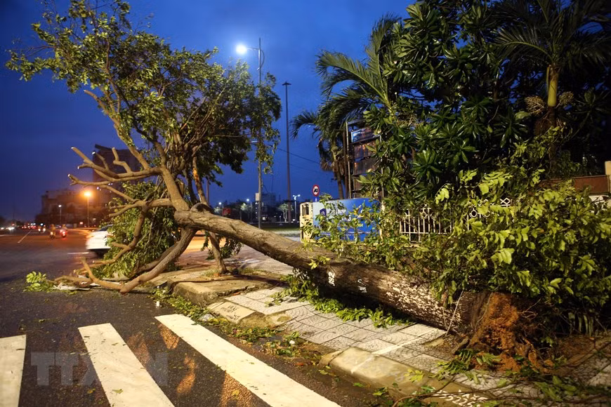 Árboles arrancados por la tormenta en muchas calles de la ciudad de Da Nang. (Fuente: VNA)