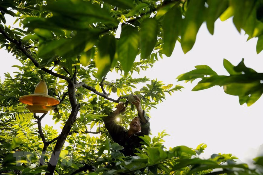 Agricultor local en el distrito de Chi Lang está cosechando frutas. El anón Chi Lang, es una marca conocida por su alto valor nutricional, sabrosa pulpa e índice glucémico bajo, y está catalogado en la lista de las 50 especialidades frutales de Vietnam. (Fuente:VNA)