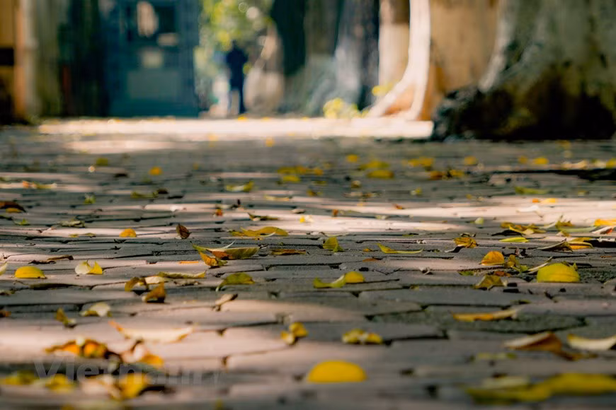 Una vez que terminaron los días de distanciamiento social debido a la pandemia de Covid-19, el ritmo de vida en la urbe se ha estabilizado gradualmente y las calles están vibrantes con el color de los árboles que pierden sus hojas. Todos los días, la calle Phan Dinh Phung atrae a una gran cantidad de turistas, fotógrafos y ciudadanos extranjeros que la visitan para tomar fotos y caminar durante el momento más hermoso. En los países templados, el otoño es la estación del cambio de hojas. Sin embargo, en la capital, muchos tipos de árboles pierden sus hojas a principios del verano. (Foto: Vietnam+)