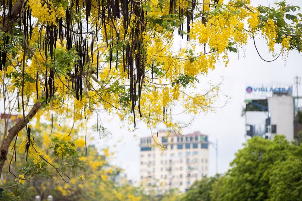 La Cassia fistula es muy conocida por sus beneficios como planta medicinal, en especial el mucílago o pulpa que envuelve las semillas. Se le reconoce como un suave laxante, especial para niños y ancianos. Su madera, en India y otros países, es muy utilizada como leña. De las partes gruesas se usa el corazón oscuro para elaborar pequeñas piezas de ebanistería. En realidad fue un error de impresión. Me refería a que un jardín es arte con horticultura. Justamente en la parte artística nos podemos inspirar en los mismos jardines que la naturaleza nos brinda. Cada cual puede interpretar una escena de una manera diferente, y cada bello rincón natural se puede convertir en fuente de inspiración (Fuente: Vietnam+)
