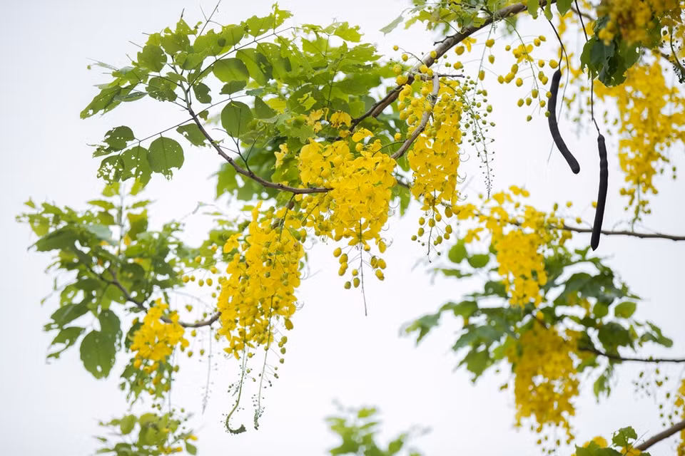 Durante los días del verano, las carreteras que rodean el lago del Oeste de Hanoi se tiñen con el color amarillo de las flores de caña fístula. Sus pétalos amarillos trazan hermosas decoraciones en el cielo azul. La temporada de floración de esta planta dura dos meses, de mayo a julio. La caña fístula representa la suerte y la esperanza de un futuro mejor. Esta planta, nativa del sur de Asia, tiene diferentes nombres en vietnamita debido a la forma de sus flores, tales como Hoa long den (flor de linterna), Bo cap nuoc (escorpión de agua) y Mai no muon (Ochna integérrima de floración tardía) (Fuente: Vietnam+)