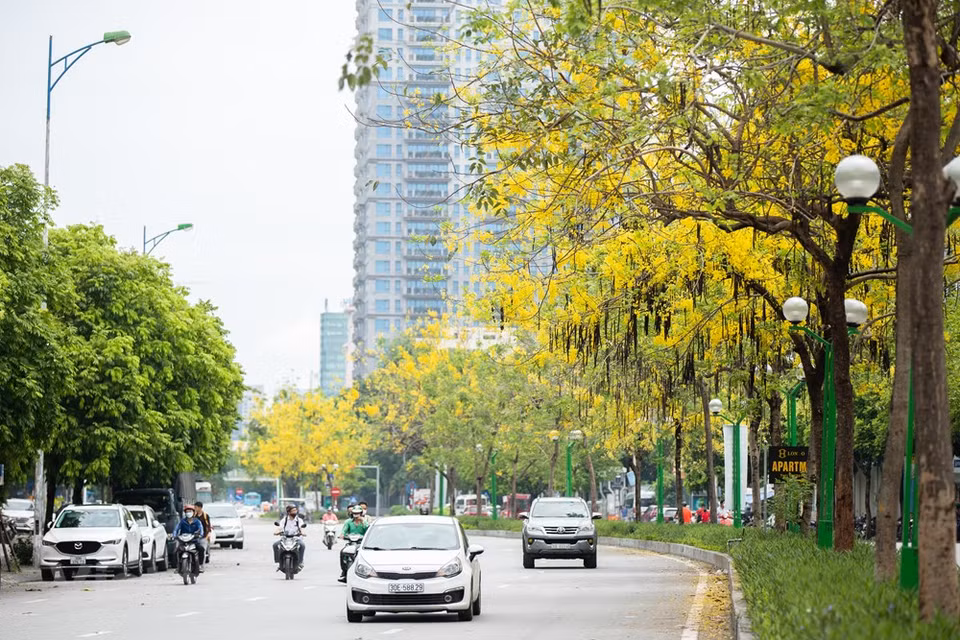 La Cassia fistula -nombre científico del caña fístula- pertenece a la familia Fabaceae y aunque nativo de la India se ha naturalizado por todos los países tropicales, por su encanto como árbol de tipo ornamental. A mediados de abril se cubren de amarillo con cantidad de ramilletes colgantes de flores aromáticas que, además, atraen a cantidad de abejas y mariposas. Es un árbol de mediana estatura que no supera los 10 metros de alto, con un crecimiento de tipo "llorón", que lo hace aún más especial para decorar nuestros jardines. Son ideales para ubicarse en zonas bajas y calientes, pues son muy tolerantes a la sequía e inclusive son relativamente tolerantes a suelos salinos (Fuente: Vietnam+)