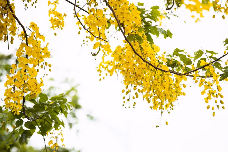 Numerosos ambientalistas han expresado su apoyo a la necesidad de aumentar la cobertura de árboles en el núcleo metropolitano de Hanoi y otras áreas. Además de ayudar considerablemente en la conservación del medio ambiente y mejorar la calidad de vida de los pobladores, las cualidades culturales y turísticas de una ciudad aumentarán a medida que crezca su población de árboles. Sin embargo, a partir de ahora, las unidades gubernamentales son las únicas responsables de la plantación, protección y mantenimiento de los árboles. Por esta razón, todos los ciudadanos deben unirse para plantar nuevos árboles y mantener la salud de los que ya están allí para que los árboles maduren y se conviertan en una barrera robusta que proteja el medio ambiente (Fuente: Vietnam+)