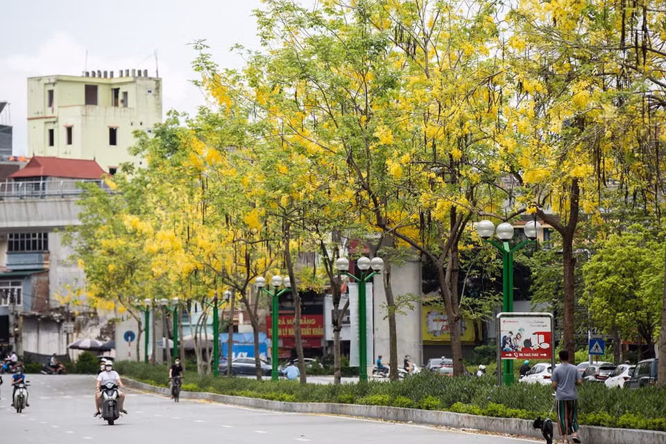En relación con la Caña Fistula cuyo nombre científico es Casia Fistula es un árbol grande y frondoso con flores amarillas, racimos colgantes y frutos de una vaina cilíndrica, esta se distingue de la Cañadonga pues la Cañadonga es aplanada.La Caña Fistula es cilíndrica de color pardo oscuro dividido interiormente por tabiques trasversales y con una pulpa blanda de sabor algo dulce y de negra apariencia. Para casos de estreñimientos o constipación digestiva se prepara una decocción con el fruto maduro de esa Caña Fistula que se fragmenta en varios pedazos. Se hierve en un recipiente que contenga un litro de agua. Después de esto se cuela y se toma un vaso por la noche y otro en ayunas (Fuente: Vietnam+)