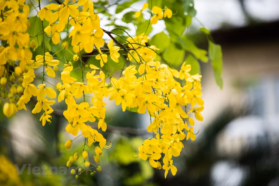 Sin dudas, es un remedio infalible por muchos testimonios que hemos recibido de personas que padecen de estreñimiento severo y sin embargo con este tipo de remedio natural resuelven el problema. La ciudad capital vietnamita de Hanoi quiere plantar más árboles a lo largo de sus vías urbanas hacia la meta de 250 mil este año. Esta iniciativa tiene como objetivo ayudar a lograr la ambición del Gobierno de plantar mil millones de árboles en el período 2021-2025. Pham Van Dong, Vo Chi Cong, Van Cao, Hoang Quoc Viet y la avenida Thang Long son algunas de las calles de Hanoi que ahora tienen un aspecto más verde gracias a la adición de árboles (Fuente: Vietnam+)