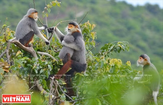 El comercio de esta especie también está prohibido por la Convención sobre el Comercio Internacional de Especies Amenazadas de Fauna y Flora Silvestres (Fuente: VNA)