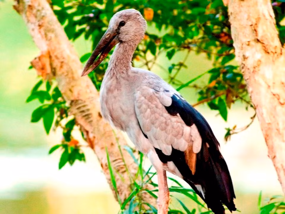 El picotenaza asiático (Anastomus oscitans) 