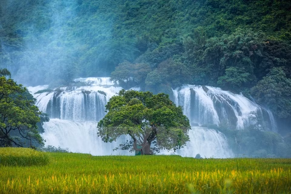 La Cascada de Ban Gioc, ubicada en la frontera Vietnam-China, está en la comuna de Dam Thuy del distrito de Trung Khanh (Foto: VNA)