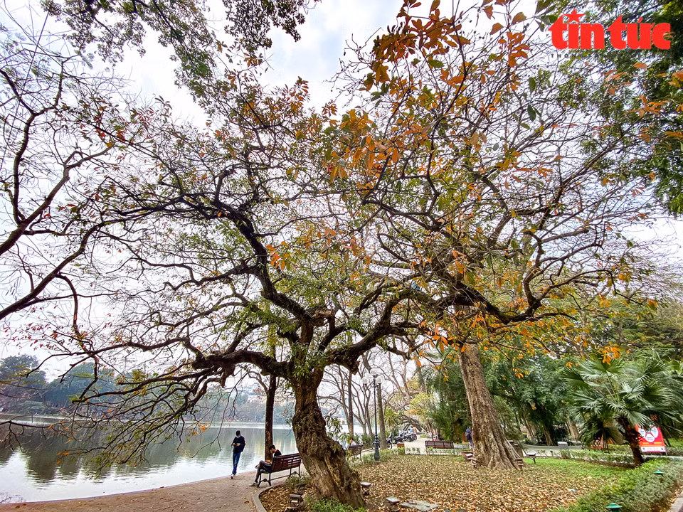 El área del lago Hoan Kiem en el centro de Hanoi se vuelve brillante con el color vivo de los árboles de manglares de agua dulce. (Foto: VNA)
