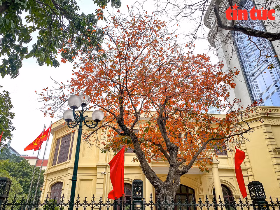 El área del lago Hoan Kiem en el centro de Hanoi se vuelve atractiva durante la temporada de cambio de hojas de los manglares de agua dulce. (Foto: VNA)