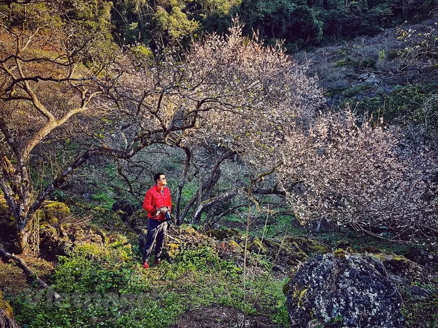 Mu Nau es un vasto valle con montones de ciruelos centenarios en el distrito de Moc Chau, provincia de Son La. (Foto: Vietnam+)