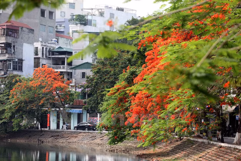 Flores de flamboyán, el canto de las cigarras, y rayos del sol amarrilleadas, son rasgos del verano. (Fuente: VNA)