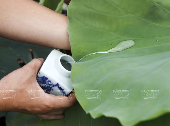 Aquellos exigentes suelen cosechar rocíos de la madrugada para la infusión. Se cree que el agua pura puede optimizar el sabor del té.(Fuente: VNA)