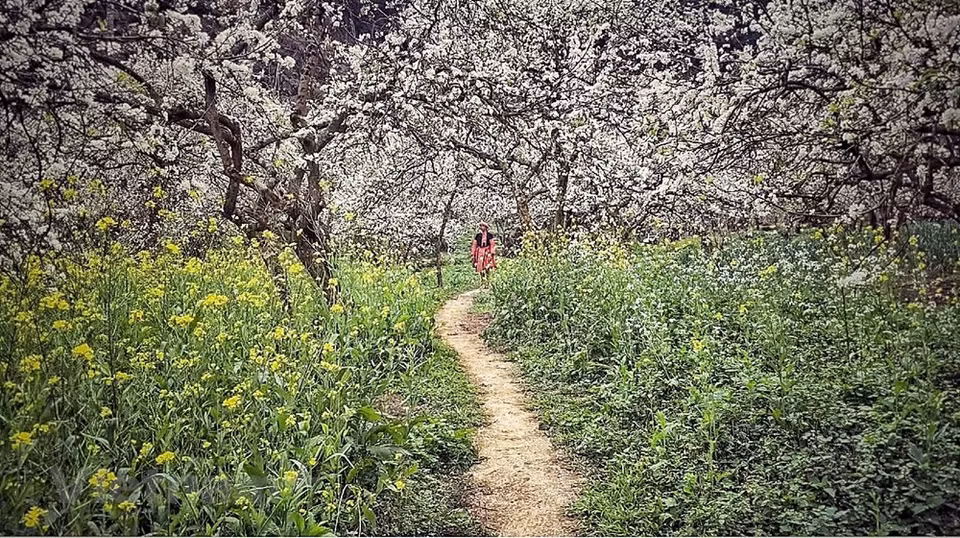Ubicada a unos 190 kilómetros de Hanoi, la meseta de Moc Chau, en el distrito homónimo adscrito a la provincia de Son La, en el noroeste de Vietnam, atrae a los visitantes por su clima templado, aire fresco y espléndida naturaleza. Es bella tanto en verano como en invierno y tanto en los días soleados como en los nublados. Los dos primeros meses del año son la mejor época para explorar la meseta de Moc Chau. Es la temporada en la que los melocotoneros y ciruelos echan flores y cubren de una alfombra de colores rosa y blanco las laderas de las montañas y los techos de las casas. Los paisajes son magníficos. (Foto: Vietnam +)