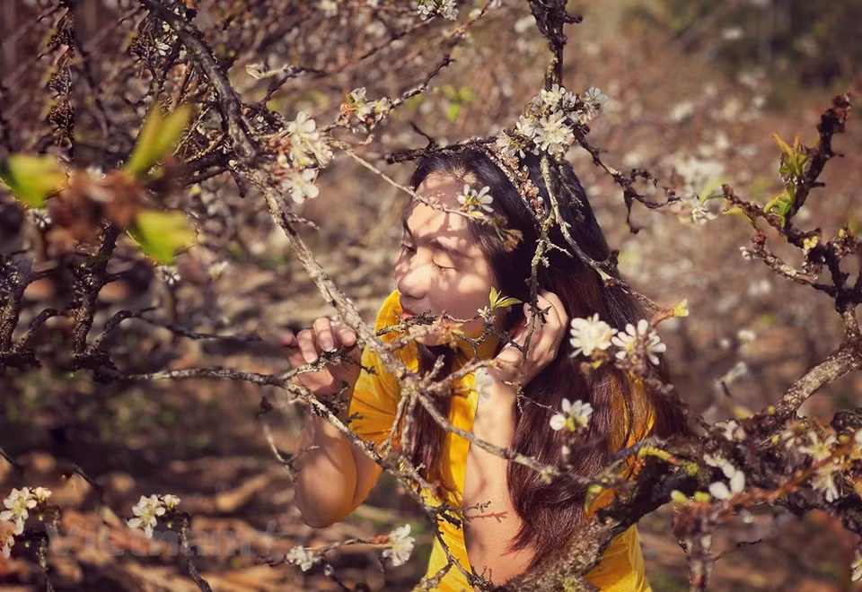 Moc Chau es un destino atractivo gracias a sus impresionantes valles embellecidos por las flores durante todo el año. El lugar se ha convertido en un sitio de check-in muy conocido que atrae a los visitantes de todos los lugares del país. Con cuatro horas de viaje de Hanoi a Moc Chau, los turistas podrán llegar al lugar con facilidad. Moc Chau no solo es conocido por su vasta plantación de ciruela, sino también por sus inmensas colinas de té. Cada año, el distrito homónimo organiza un festival cultural para que la gente Mong se conozca y podrá formar parejas de acuerdo con sus tradiciones. (Foto: Vietnam+)