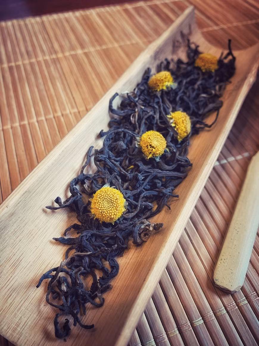 El té seleccionado es té rojo antiguo cultivado en la provincia montañosa de Ha Giang. El té de crisantemo también es rico en hierro, que es importante para el crecimiento y el desarrollo y ayuda a transportar oxígeno a través de la sangre. Además, el té de crisantemo puede proporcionar otros beneficios para la salud como: control de la presión arterial, remedio para la resaca, tratamiento para los piojos y efectos antibacterianos. Se encuentra a menudo en la sección de té de hierbas en muchos supermercados y tiendas naturistas. A veces está disponible enlatado o embotellado, que puede contener azúcares agregados, por lo que es bueno verificar la información nutricional si está comprando un producto listo para usar. (Foto: Mai Mai/Vietnam+) 