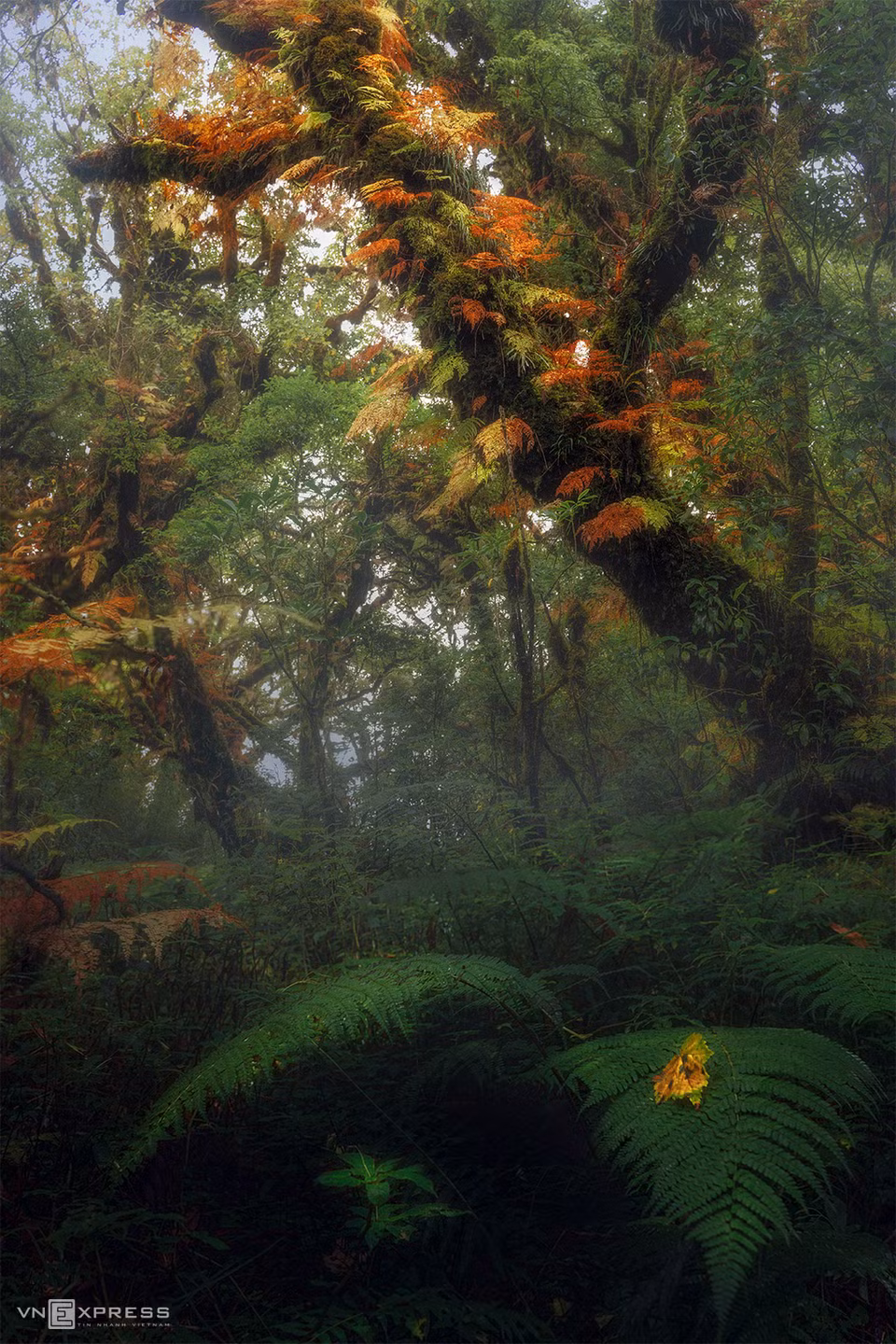 Cuando no hay sol, la selva virgen es oscura y misteriosa. El bosque primitivo con helechos esparcidos por el suelo. Algunos de los árboles han cambiado de color. (Fuente: vnexpress.net)