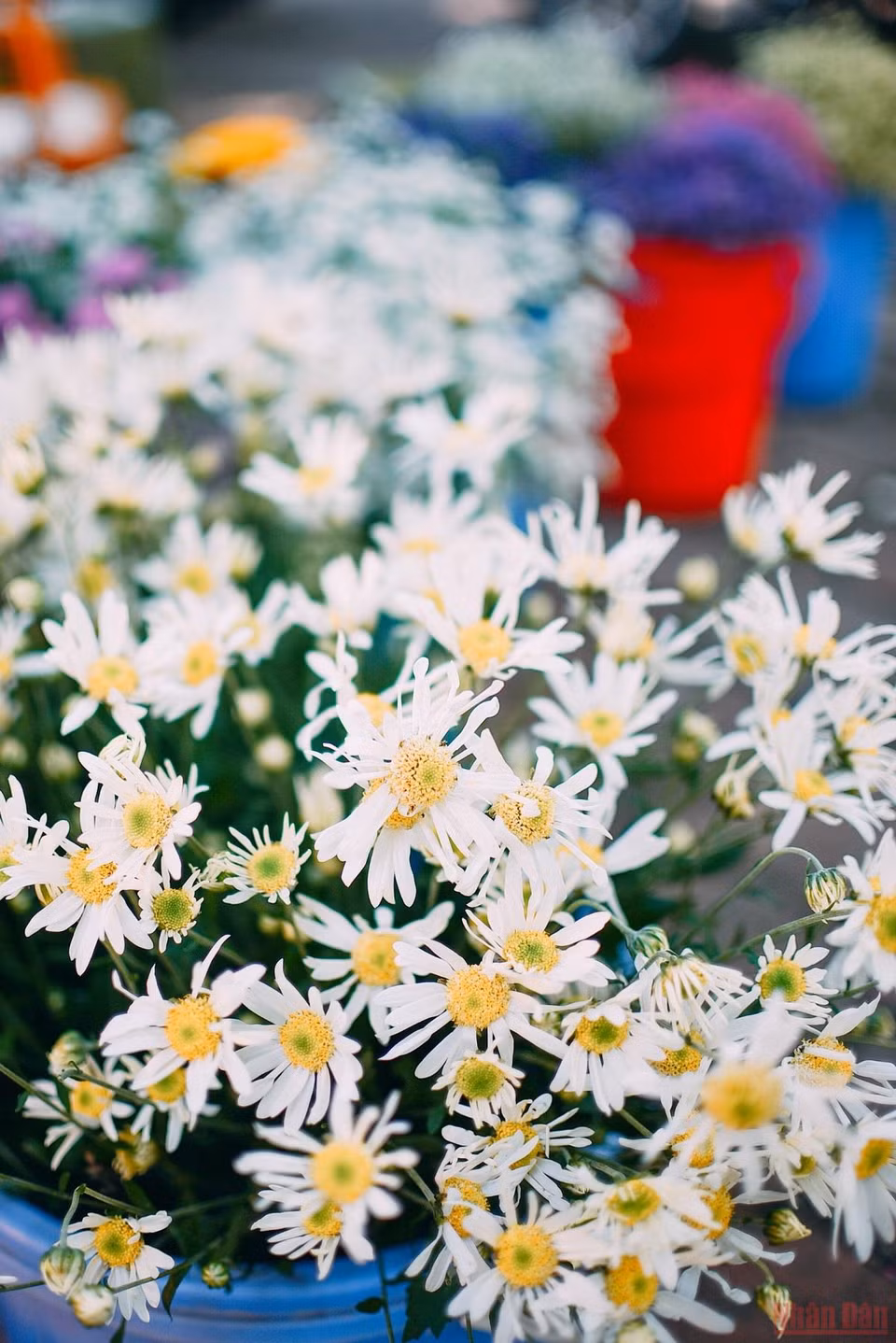 Las margaritas de Hanoi aún no han llegado a la temporada de cosecha, por lo que los comerciantes tienen que importar flores de otras provincias como Bac Giang y Moc Chau.