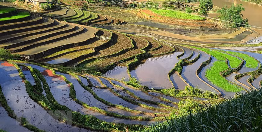 Los arrozales en las comunas del distrito fronterizo de Bat Xat. (Foto: VNA)