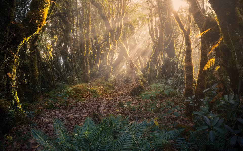  El bosque de hadas da la bienvenida a los rayos del sol. (Fuente: vnexpress.net)