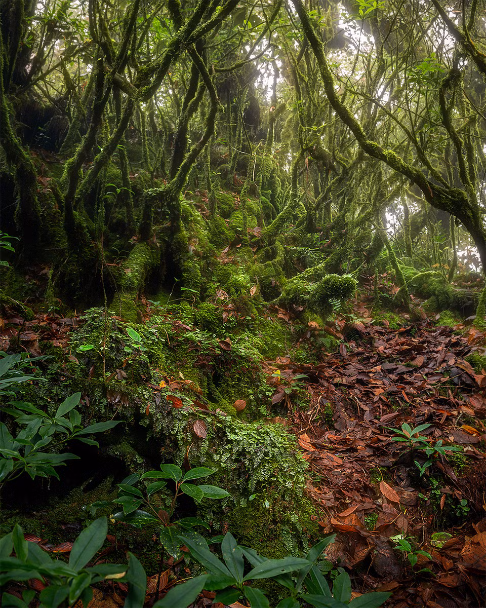 El bosque es rico en cuanto a flora. Los más destacados son los rododendros retorcidos, con formas extrañas que evocan los cuentos de hadas. (Fuente: vnexpress.net)