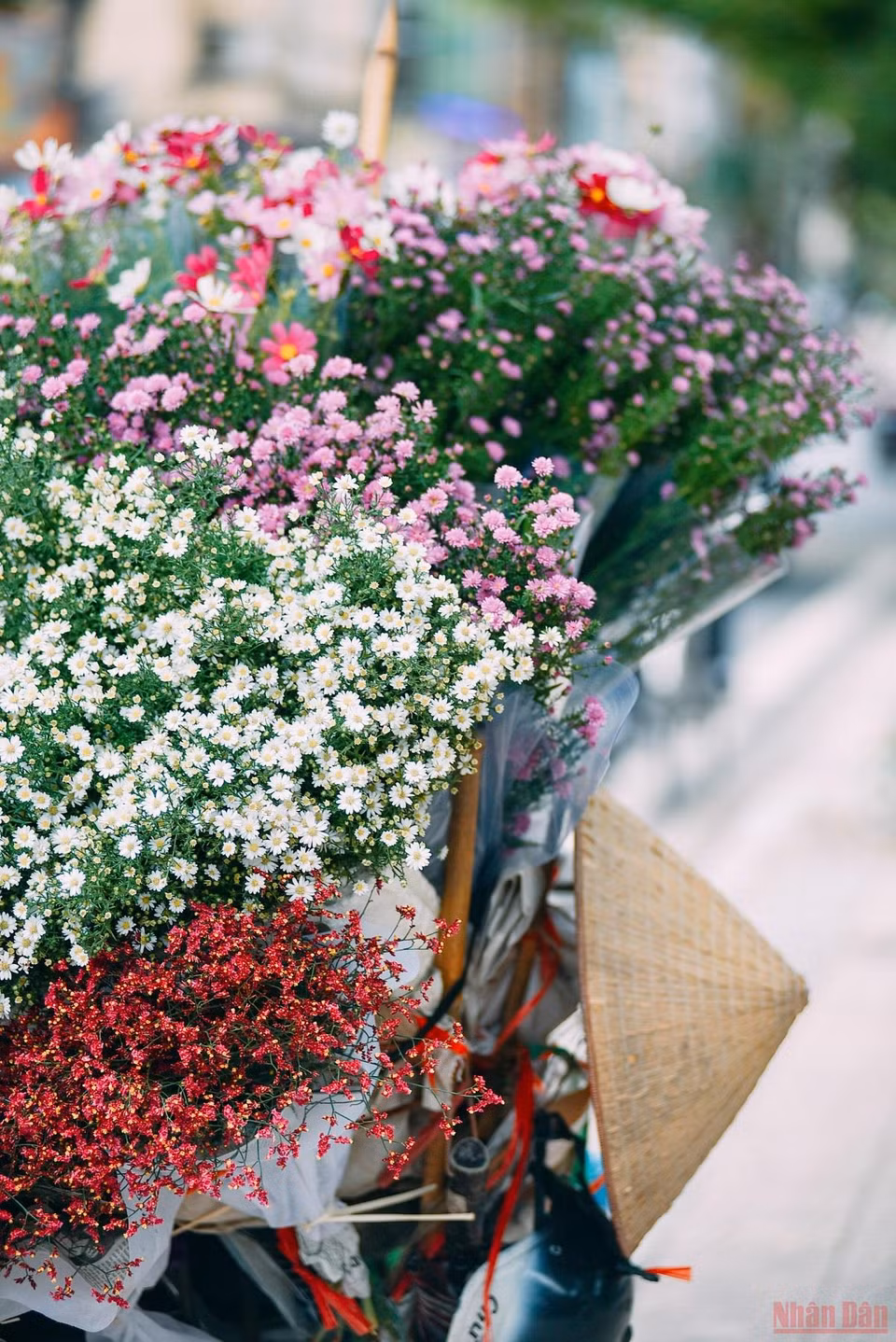 Las pequeñas margaritas muestran su belleza con otras flores como la borraja, el brezo, haciendo que las calles de Hanoi parezcan más animadas bajo el sol. (Fuente: nhandan)