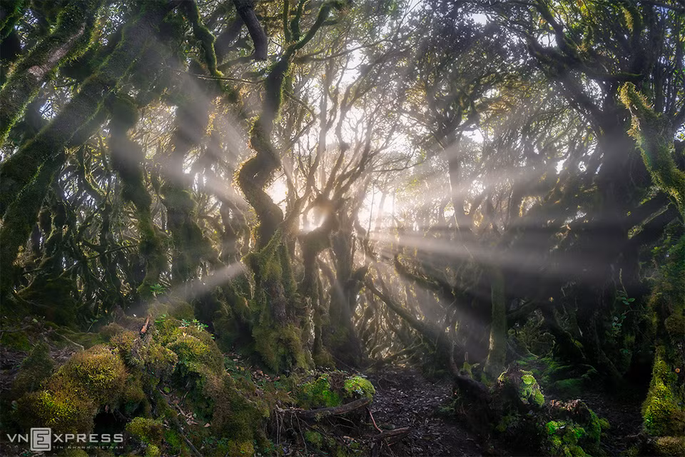  La belleza de la selva de Ta Xua. (Fuente: vnexpress.net)