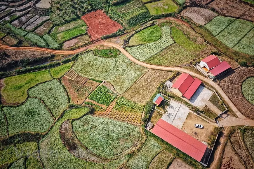 El campo de arroz extendido de este valle hasta el otre donde los locales cultivan flores de alforfón (Foto: Vietnam+)