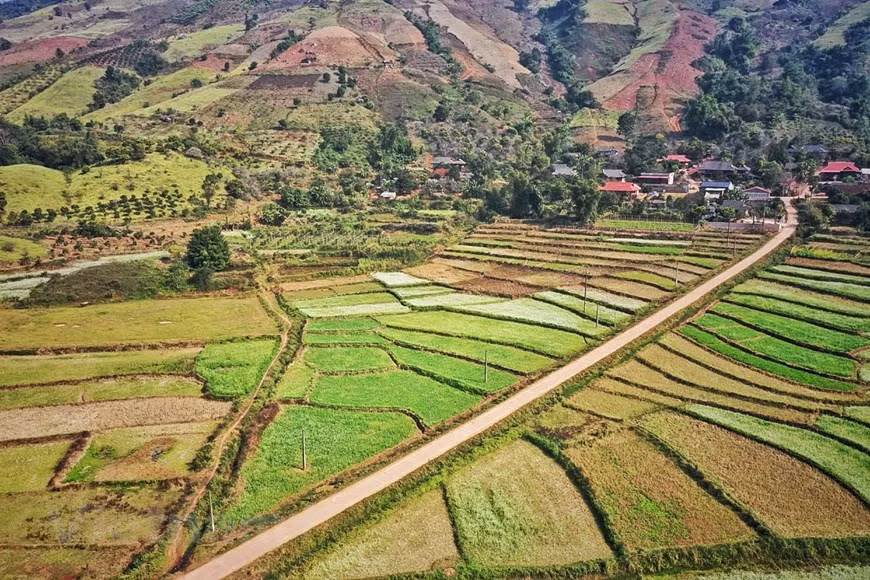 Las parcelas de flores, extendidas desde el valle hasta la cima de la colina, se dividen en celdas, formando diferentes gamas de color (Foto: Vietnam+)