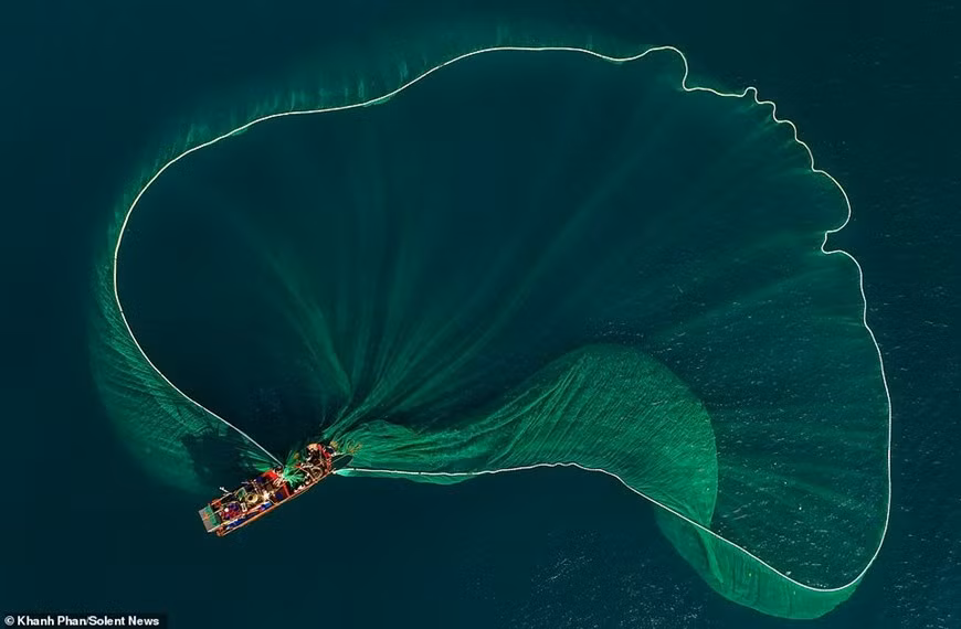 Las redes de pesca se extienden creando imágenes hermosas antes de ser recogidas, arrastrando miles de anchoas con ellas. (Fuente: DailyMail)
