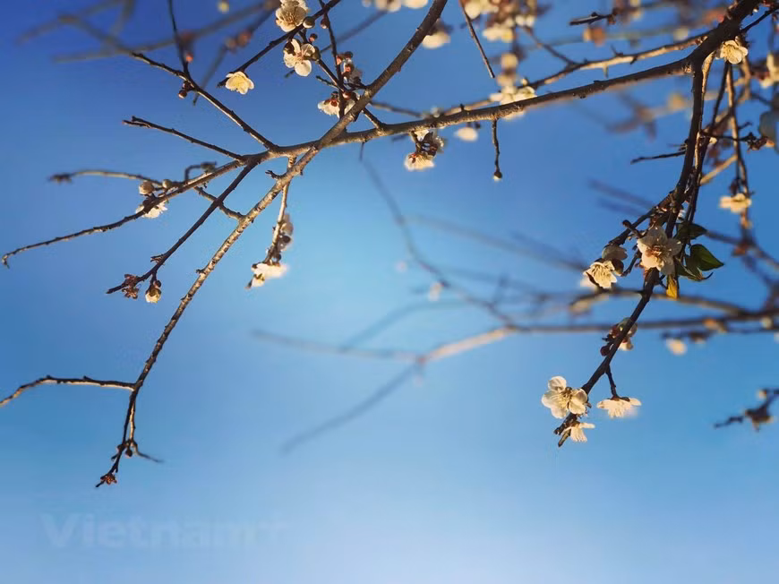 Flores de albaricoque (Fuente: VNA)