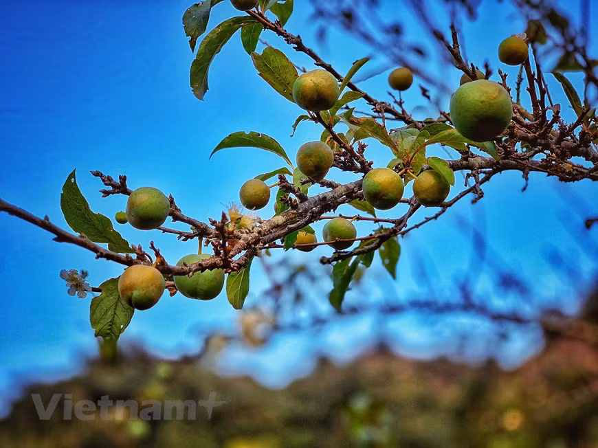 El color de las frutas prematuros de albaricoque. (Fuente: VNA)