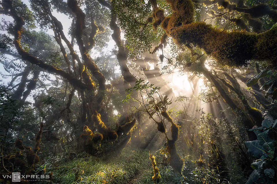 El sol que brilla a través de los árboles viejos hace que todo luzca mitad real, mitad ficticio. (Fuente: vnexpress.net)