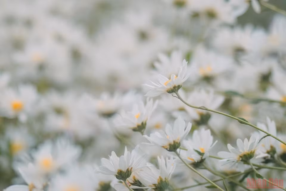  El color blanco suave, tierno y puro de las margaritas, con delicados pétalos ondeando con la brisa, es uno de los encantos de Hanoi con el cambio de estación.