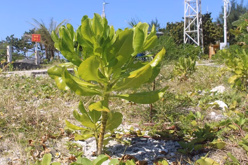 Un árbol Scaevola taccada, llamado por los pobladores locales "árbol de tempestad". (Foto: VNA)