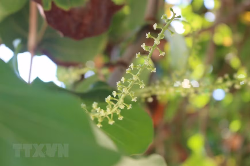 Flores de Coccoloba uvifera, también conocida como uva de playa. Su fruto se suele utilizar para confeccionar mermelada, para bebidas y postres. (Foto: VNA)