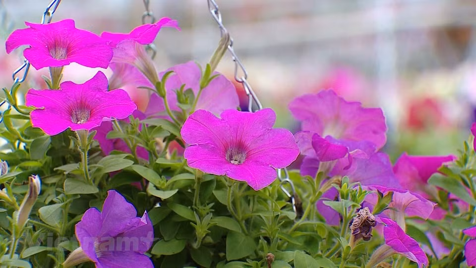 En el marco de las actividades del Festival de las Flores del distrito de Me Linh, el acto de anuncio y recepción del título del reconocimiento como uno de los sitios que cumplen los estándares de la nueva ruralidad brindará una oportunidad para destacar los esfuerzos del Comité del Partido Comunista de Vietnam en el distrito, las autoridades y el pueblo de Me Linh en el campo en la etapa 2010-2020, y alentar a las masas populares a promover aún más la solidaridad y continuar construyendo nuevas áreas rurales mejoradas e impulsando el desarrollo urbano, a fin de convertir a Me Linh en una zona urbana moderna y civilizada. (Fuente:Vietnamplus)
