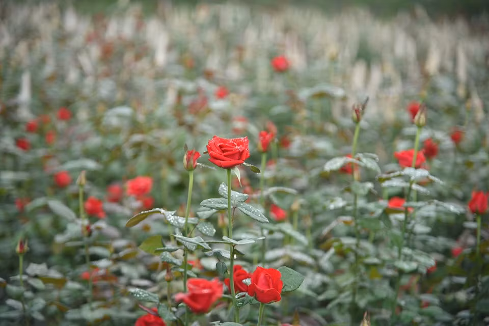 El Festival de las Flores del distrito de Me Linh propiciará la reunión de miles de macetas de flores con diferentes variedades, y brindará experiencias interesantes a los visitantes tanto de Hanoi como de otras provincias y ciudades a lo largo del país. Se espera que el Festival ayude a impulsar los negocios de flores del distrito de Me Linh en el país, especialmente en el Tet (Nuevo Año Lunar) 2023. El valor de exportación de las flores de Vietnam en 2021 alcanzó 61,8 millones de dólares, un aumento interanual de 27 por ciento, y Japón sobresalió como uno de sus mercados principales. De acuerdo con la compañía minorista japonesa AEON, alrededor del 40 por ciento de las flores vendidas en el supermercado AEON Mall Makuhari, en la prefectura de Chiba, fueron importadas. Las flores enviadas desde Vietnam son populares entre los consumidores locales. (Fuente:Vietnamplus)