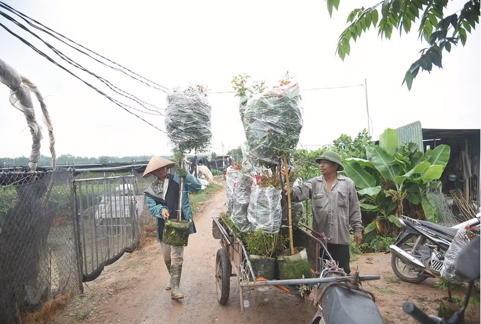 Pham Duc Tai, propietario del jardín de flores Tai Ly en la comuna de Me Linh, del distrito homónimo, en Hanoi, manifestó alegría por haber podido brindar a este Festival una gran cantidad de flores y dijo que se siente contento porque el Comité Organizador del evento seleccionó precisamente sus flores para exhibirlas en la fiesta, lo cual refleja la calidad de los capullos de su jardín. Se espera que la calidad, los colores y las variedades de flores participantes en el Festival respondan a las necesidades de los clientes aficionados a estas plantas y contribuyan a crear un ambiente atractivo para los visitantes capitalinos y los de otras provincias y ciudades a lo largo de Vietnam. (Fuente:Vietnamplus)